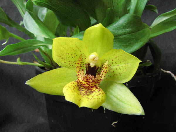 Promenaea stapelioides.jpg