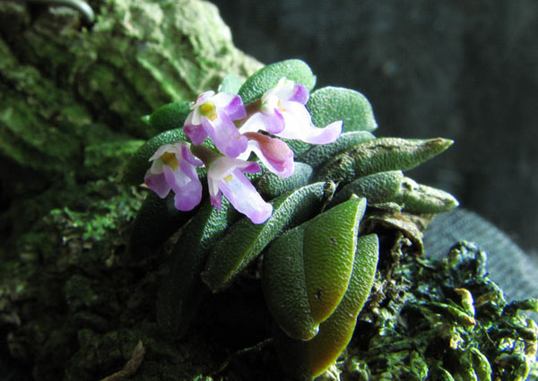 Schoenorchis fragrans.jpg