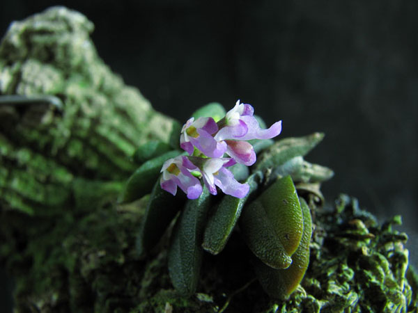Schoenorchis fragrans 1.jpg
