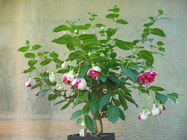 Britisch Sterling.jpg