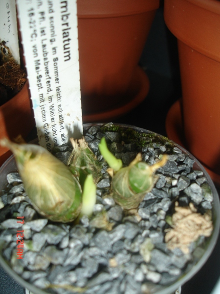 Catasetum fimbriatum