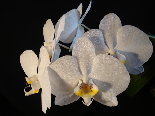 Фаленопсис белый.JPG
