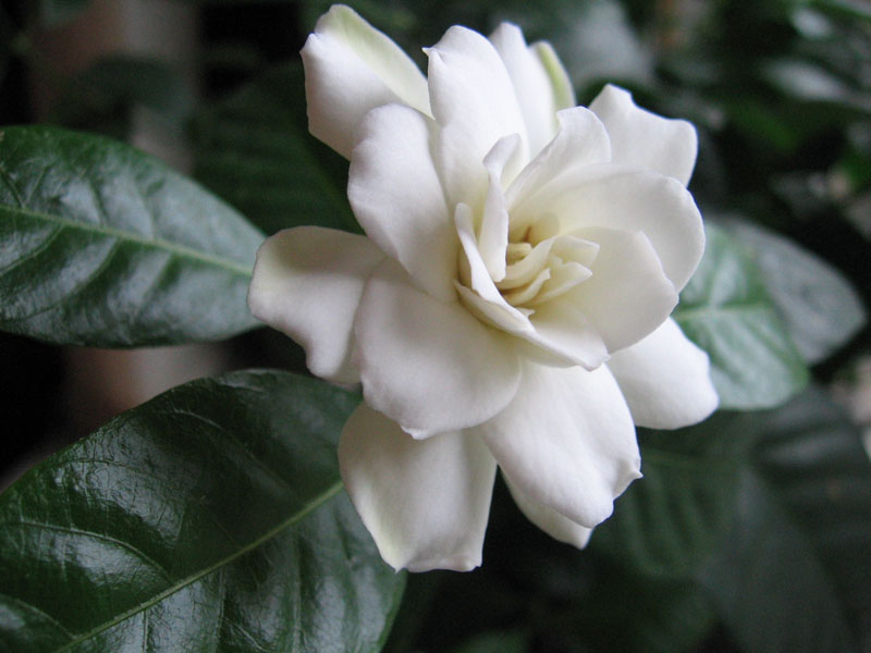 гардения.jpg