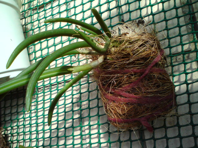 Лептотес готовится