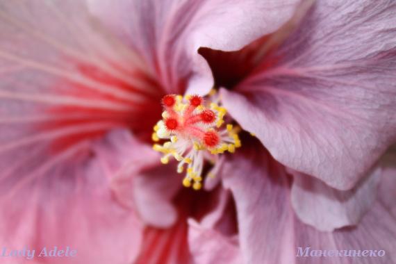 Lady Adele 060310 1.jpg