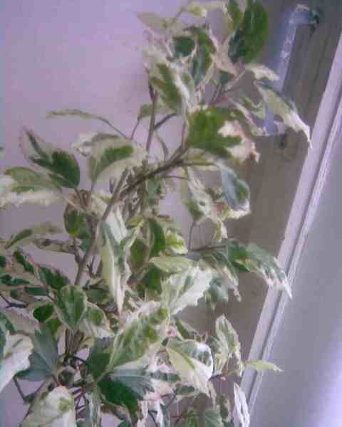 Г пестрый отец1.jpg