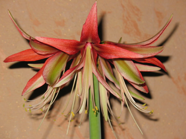 Суматрочка зацвела, напоминает императорский рябчик