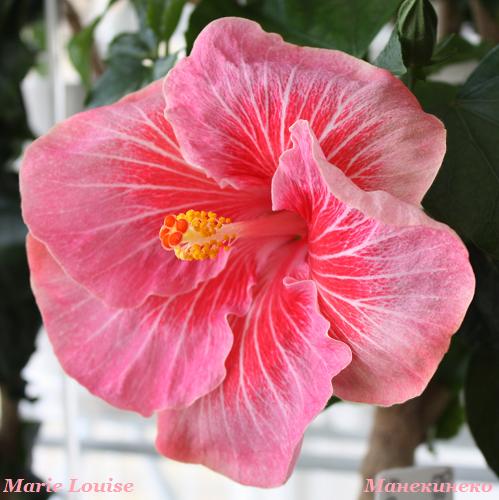 Marie Louise   080310.jpg