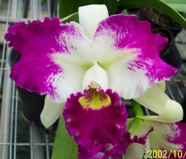 Lc. White Spark Panda$10.43 [Water_CA02303].jpg