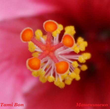 Tami Bon 120310 4.jpg