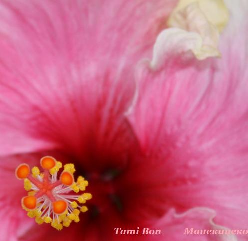 Tami Bon 120310 2.jpg