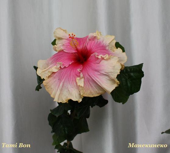 Tami Bon 120310 1.jpg