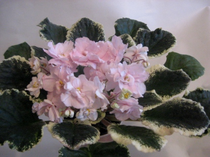 РС-Голубушка