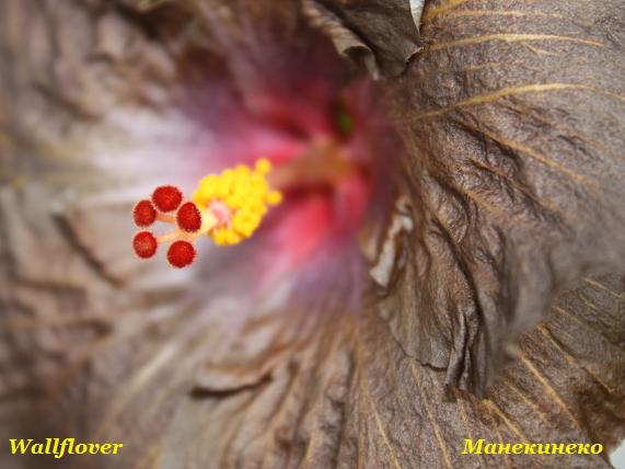 Wallflover 130310 1.jpg