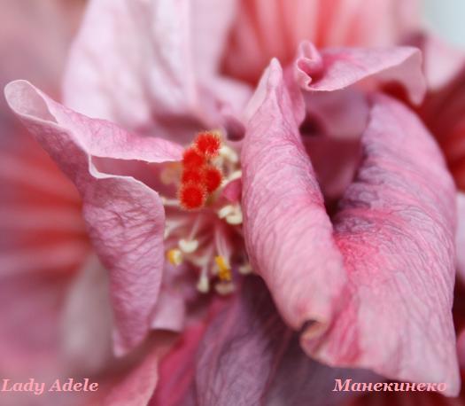 Lady Adele 130310 1.jpg