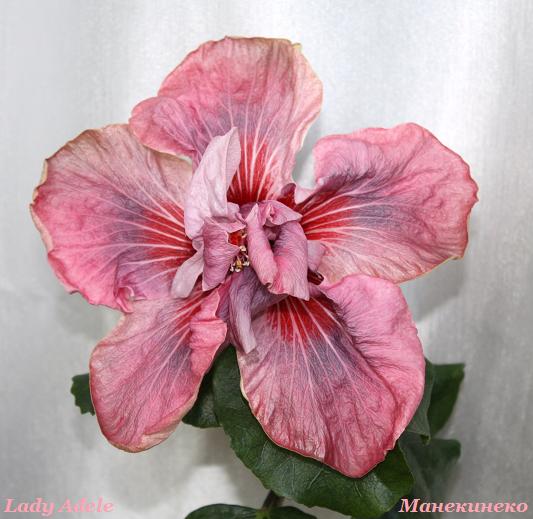 Lady Adele 130310.jpg