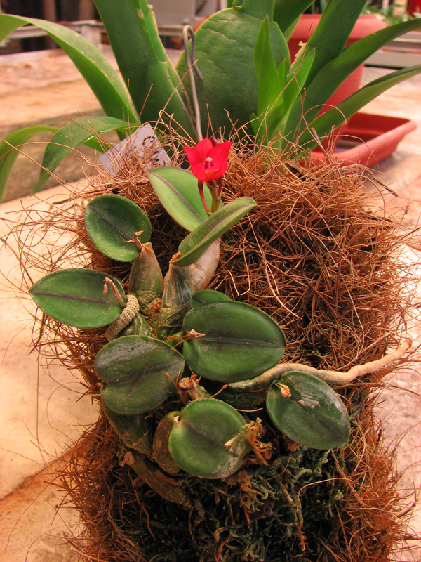 Бразильские орхидеи от Alvim Seidel Orquidario Catarinense. фото