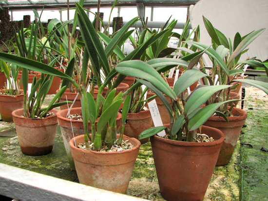 Фото орхидей от Alvim Seidel Orquidario Catarinense. Бразилия.