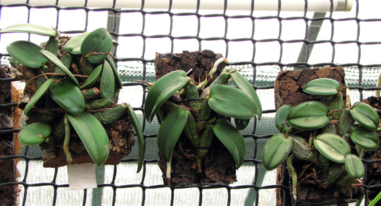 Орхидеи Alvim Seidel Orquidario Catarinense. Бразилия. фото