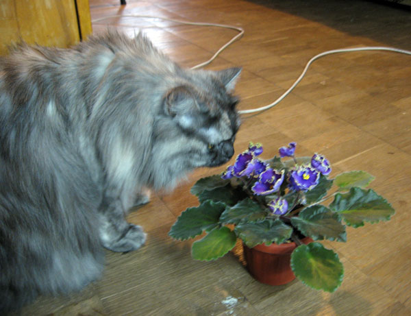 У нас в семье к фиалкам неравнодушны все. Даже кошка :)