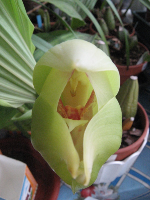 Anguloa uniflora