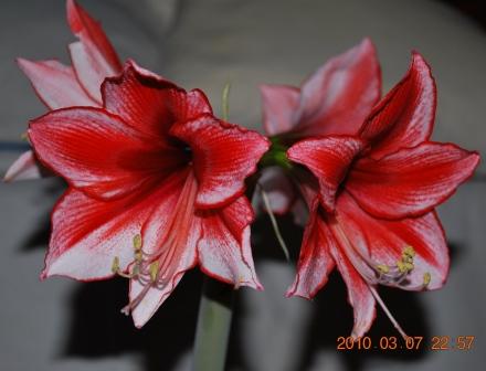 Харизма 2.jpg