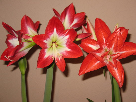 Для сравнения