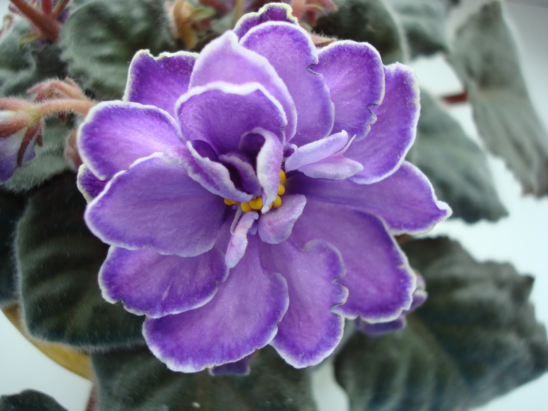 DSC03227_новый размер.JPG