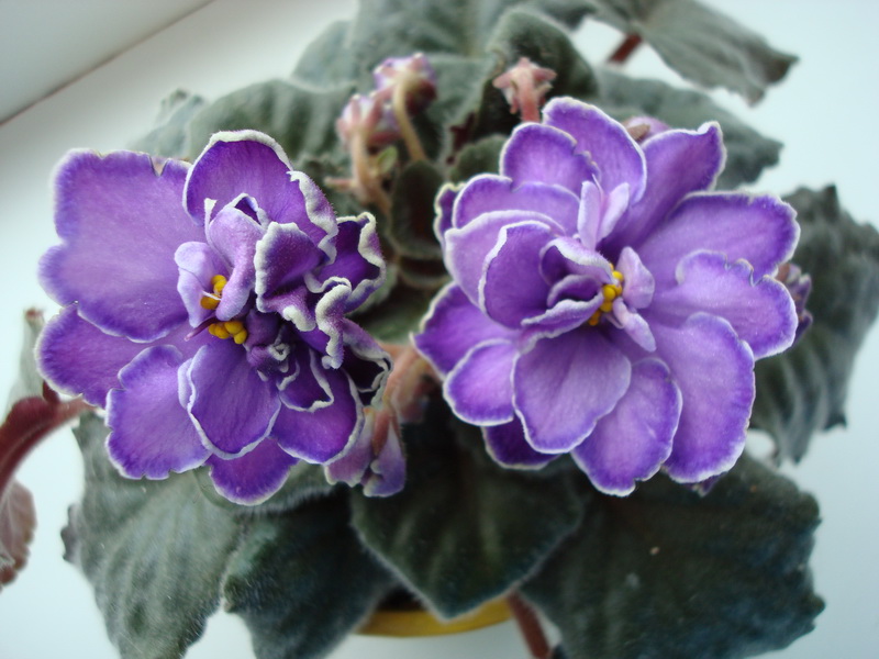 DSC03228_новый размер.JPG