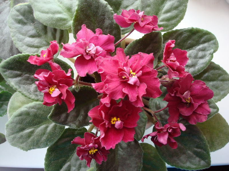 DSC03201_новый размер.JPG