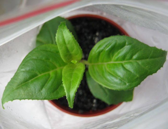 В тепличке 17.03.10.