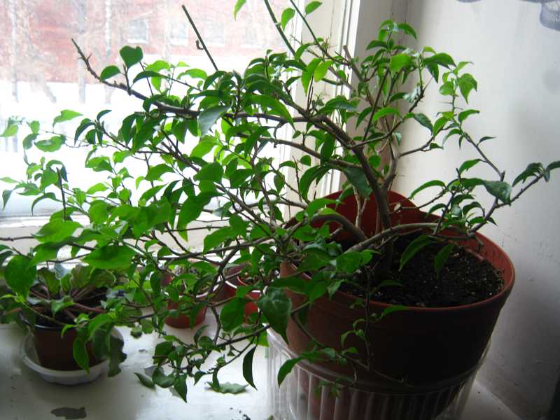 Буги отдыхает.jpg