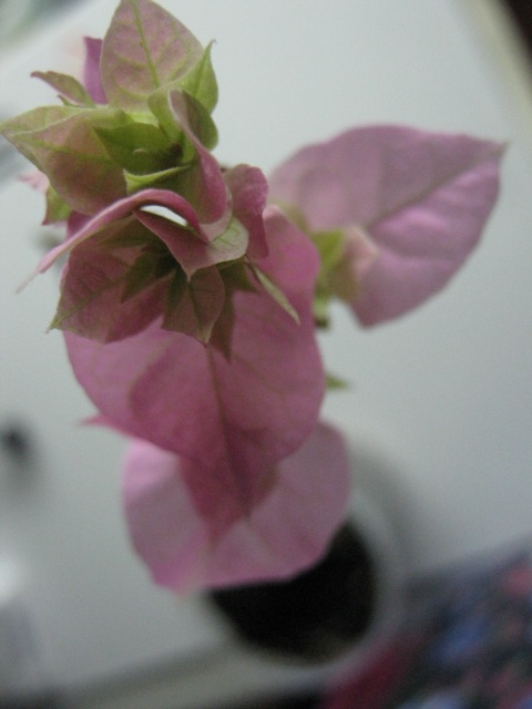 буга р.з.С1.jpg