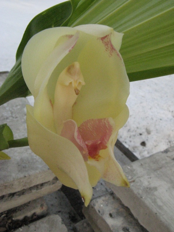 anguloa uniflora3.JPG