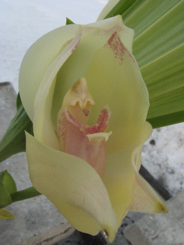 anguloa uniflora2.JPG