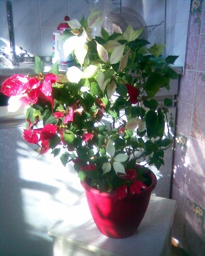 Пуант2010 с.jpg