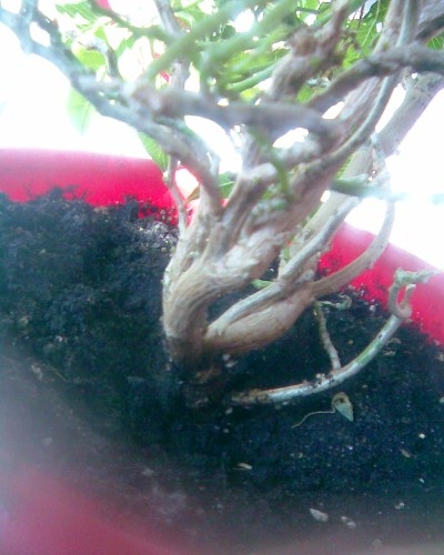 Пуан корни С.jpg