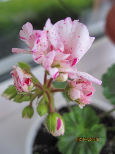 Dylan Cherone_22_03.jpg