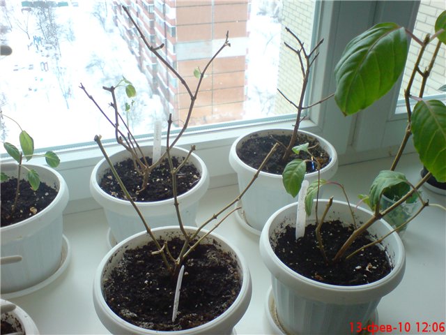 стрижка фуксий.jpg