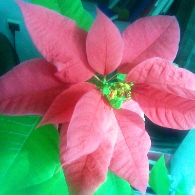 Пуан простая2.jpg