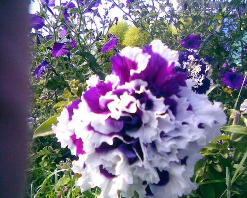 Пет син мах.jpg