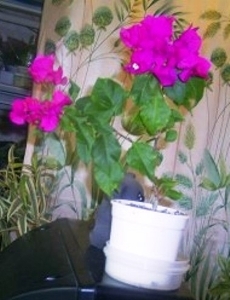 Буга маленькая2.jpg