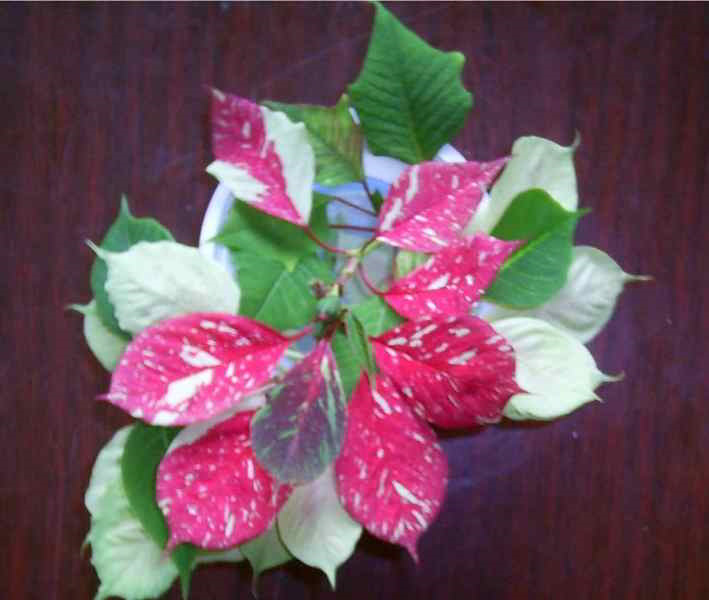 Пестрая пуансеттия.D.jpg