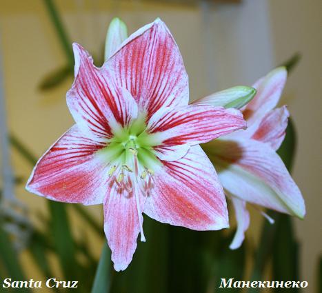 Santa Cruz     230310.jpg