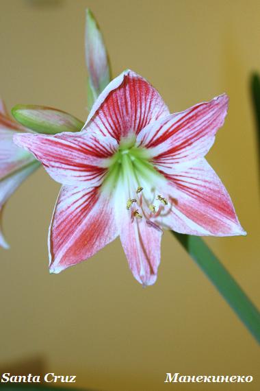 Santa Cruz     230310  1.jpg