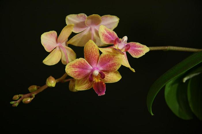 Изображение 006_2.JPG