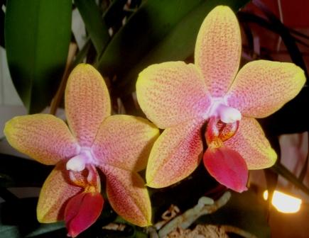 Изображение 290.jpg