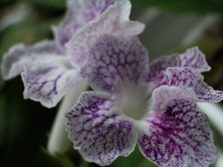 streps Calico Print 2006 08 29.jpg