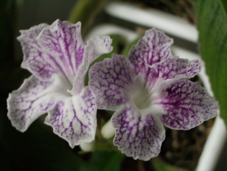 streps Calico Print 2006 08 28.jpg