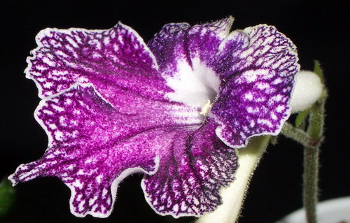 streps Calico Print 2006 07 22.jpg